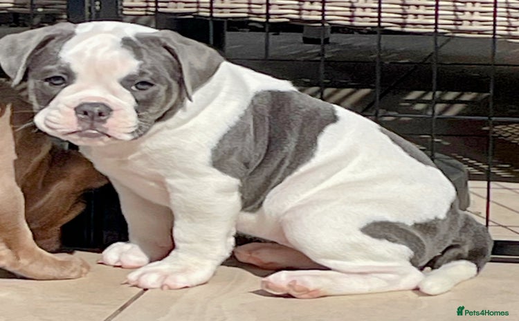 Olde English Bulldogge dogs - Advert 1