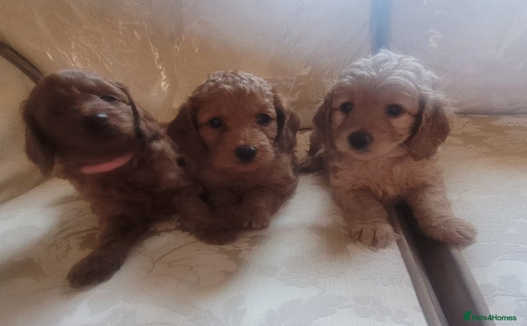 Cockapoo dogs - Advert 2