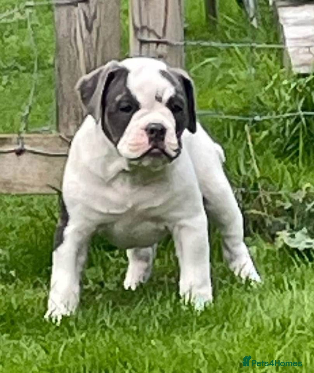 Olde English Bulldogge dogs for stud: Olde English bulldog stud  - Image 4