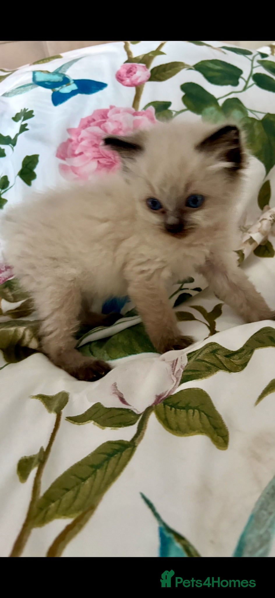 Ragdoll cats 🩷💙 Stunning GCCF kittens 💜❤️ - Advert 11