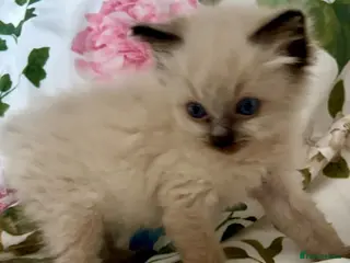 Ragdoll cats 🩷💙 Stunning GCCF kittens 💜❤️ - Advert 11