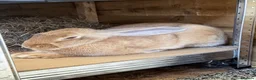 Mixed Breed rabbits for sale: 2 male bonded pair rabbits  - Advert 11