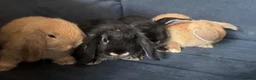 Mini Lop rabbits for sale: 4 x mini lops 8 weeks old for sale - Advert 11