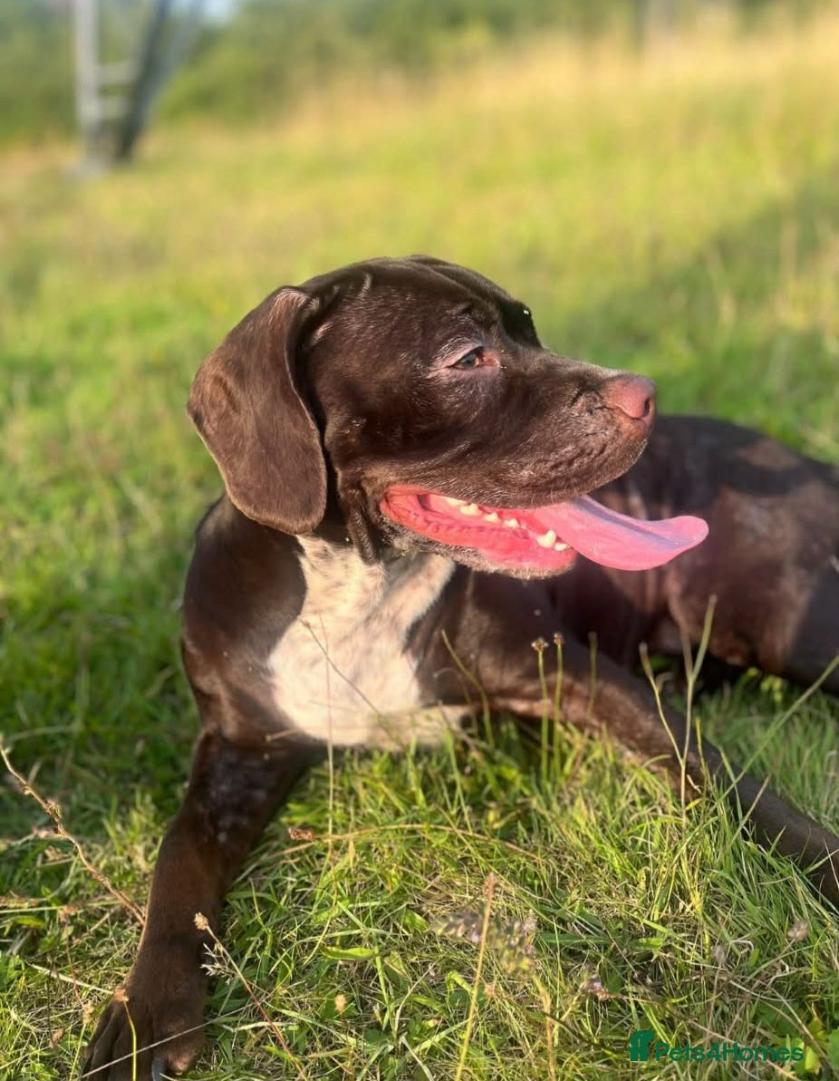 Mixed Breed dogs Beautiful 10month old girl  - Advert 8