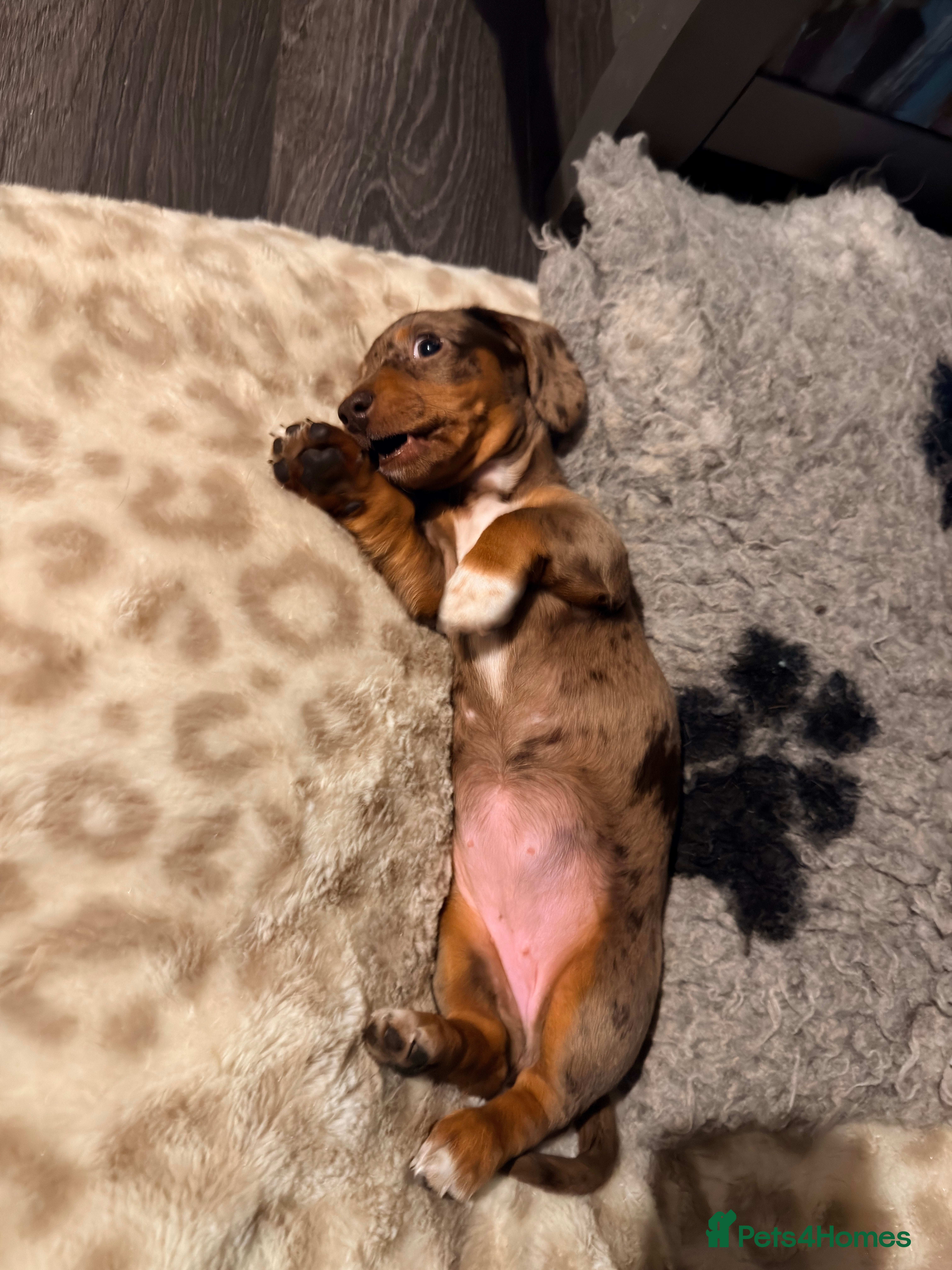Miniature Dachshund dogs Miniature dachshund puppy kc registered ready now  in Chelmsford - Advert 1
