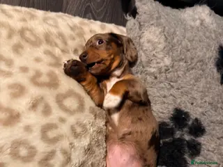 Miniature Dachshund dogs Miniature dachshund puppy kc registered ready now in Chelmsford - Advert 5