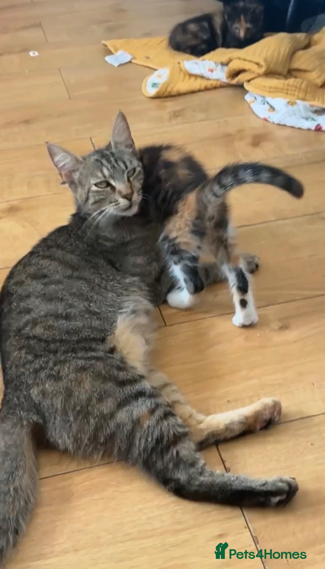 Mixed Breed cats 2 mixed maine coon x ragdoll - Advert 4
