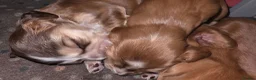 Cocker Spaniel dogs for sale: KC Registered Show Type Cocker Spaniel Puppies  - Advert 8