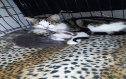 British Shorthair cats for sale: Beautiful litter of kittens  - Image 6