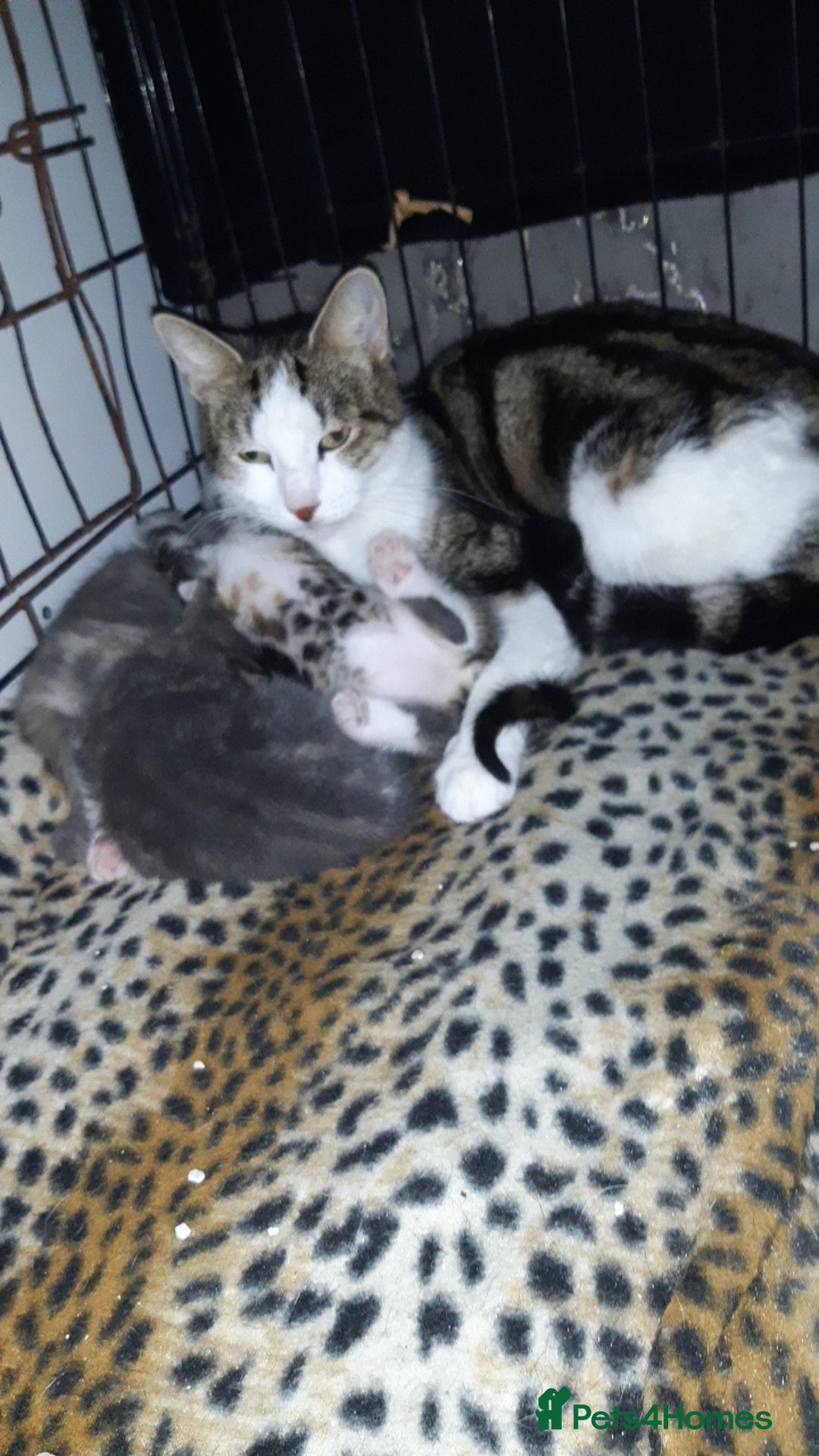 British Shorthair cats for sale: Beautiful litter of kittens  - Image 6
