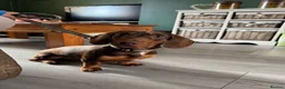 Miniature Dachshund dogs for sale: Miniature dachshund Albert please read description in Loughborough - Advert 4