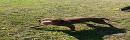 Labrador Retriever dogs for sale: Chocolate kc registered Labrador Fucge - Advert 5