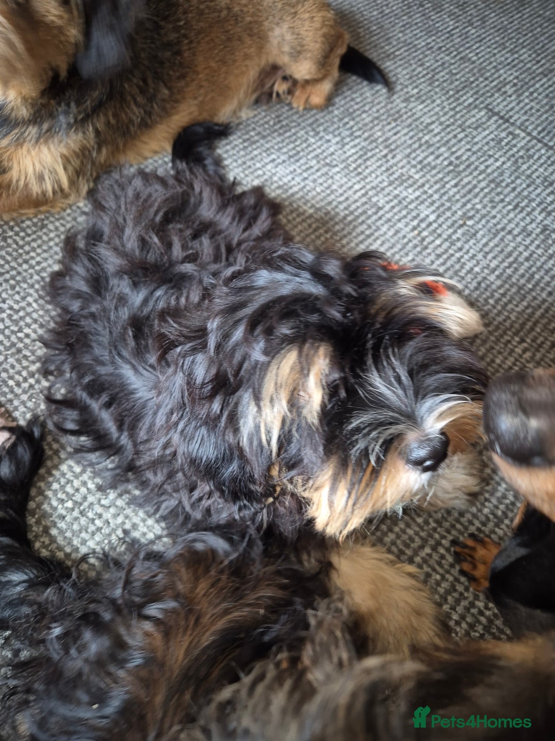 Mixed Breed dogs for sale: Shih Zhu, Dachshund puppies - Image 7