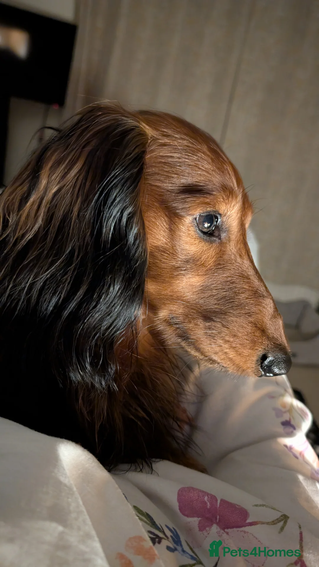 Dachshund dogs for stud: Miniature Long Haired Dachshund PRA 1 Clear KC reg in Peterborough - Advert 3