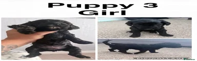 Cockapoo 3