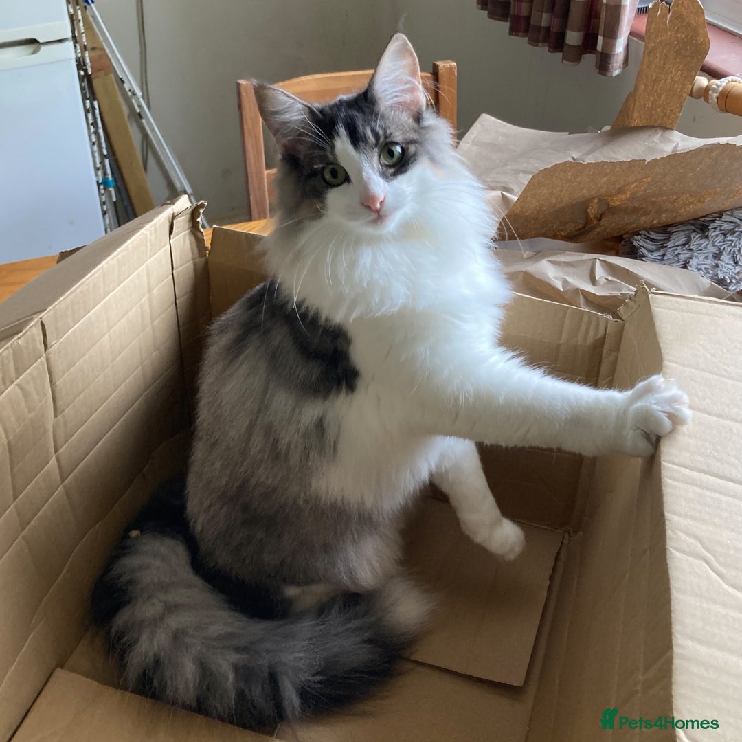 Norwegian Forest Cat cats for sale: Full  GCCF pedigree Norwegian Forest kittens - Image 4