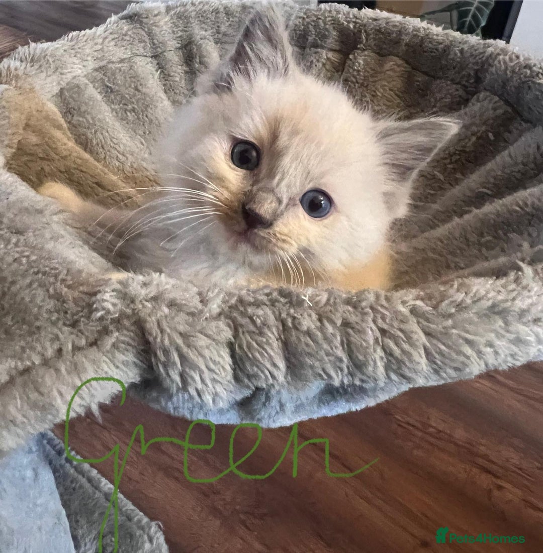 Ragdoll cats for sale: Stunning Ragdoll kittens for sale - Image 16