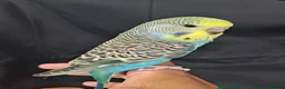 Budgerigars birds for sale: Beautiful hand tamed baby budgies for sale  - Advert 2