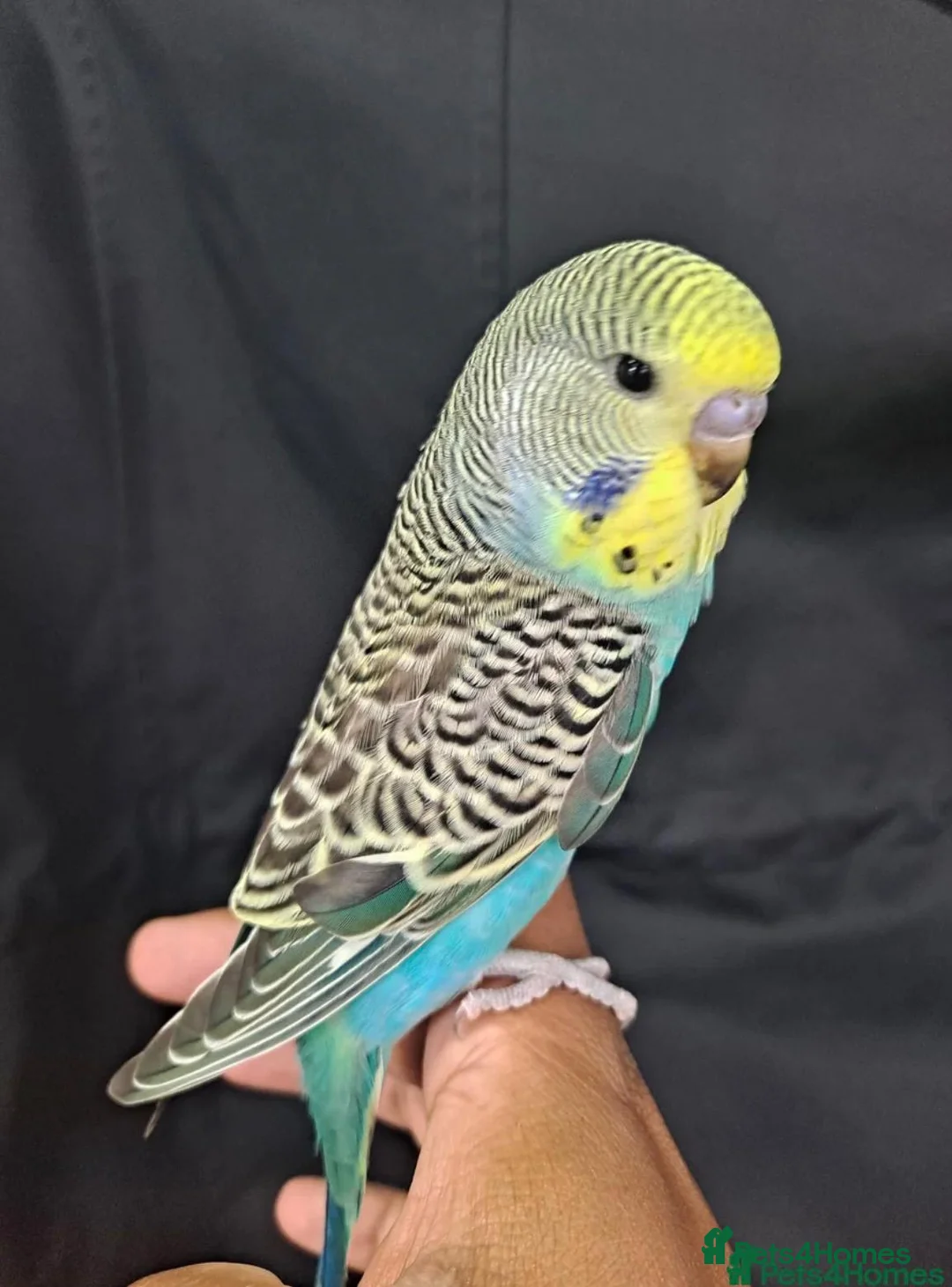Budgerigars birds for sale: Beautiful hand tamed baby budgies for sale  - Advert 2