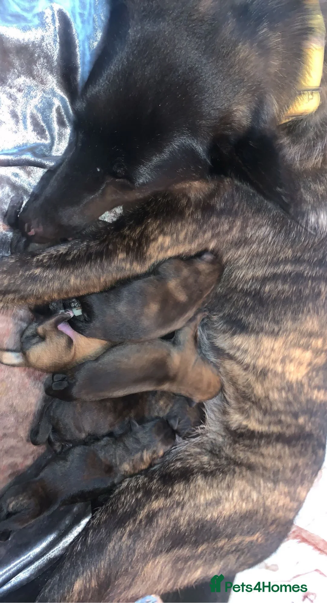 Belgian Shepherd Dog dogs for sale: Dutch Shepherd  - Advert 2