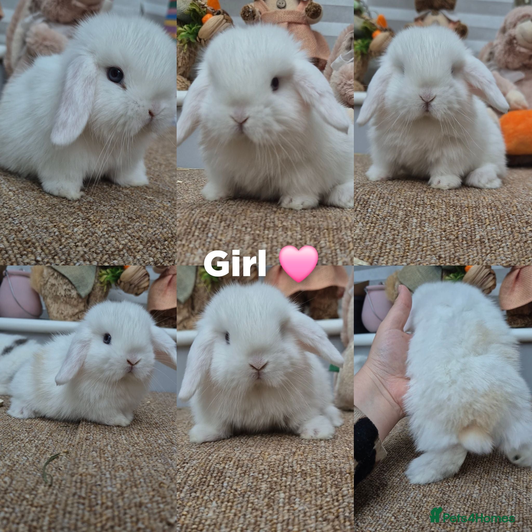 Mini Lop rabbits Mini lop Rabbit  - Advert 9