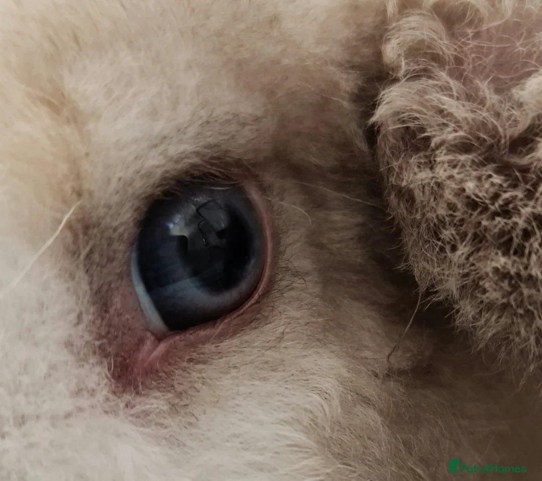 Mini Lop rabbits for sale: Execeptional baby mini plush lop baby Boy SOLD - Advert 2