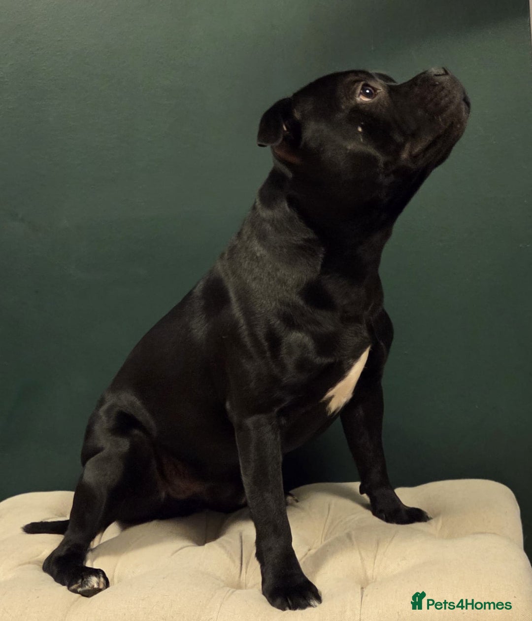 Staffordshire Bull Terrier dogs for stud: Black/Brindle and White Show quality Boy for Stud - Advert 4