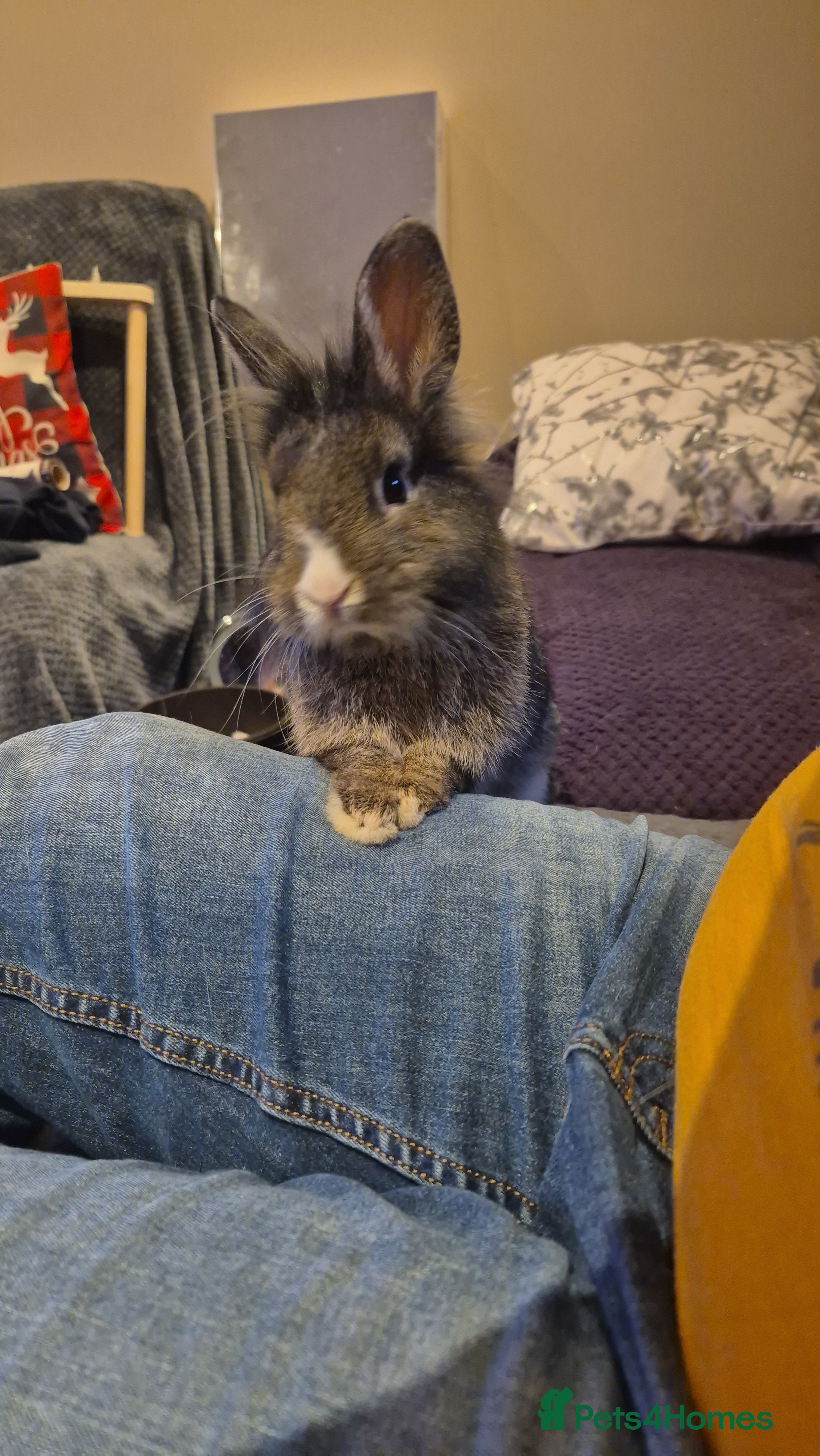 Netherland Dwarf rabbits Willow needs a new home  - Advert 4