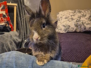 Netherland Dwarf rabbits Willow needs a new home - Advert 4