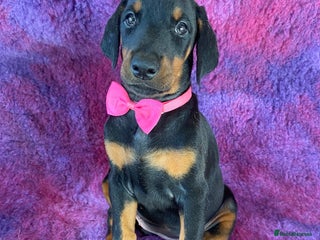 Dobermann dogs KC REGISTERED HEALTH TESTED EUROPEAN DOBERMAN PUPS - Advert 5