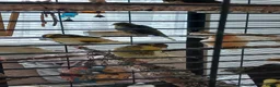 Canaries birds for sale: Canaries for adoption  in Croydon - Advert 2