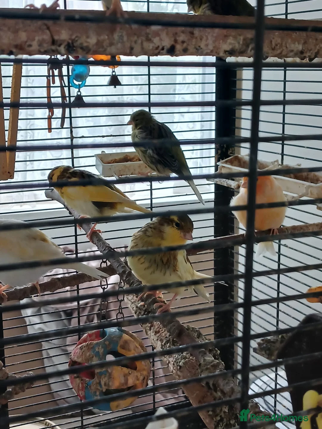 Canaries birds for sale: Canaries for adoption  in Croydon - Advert 2