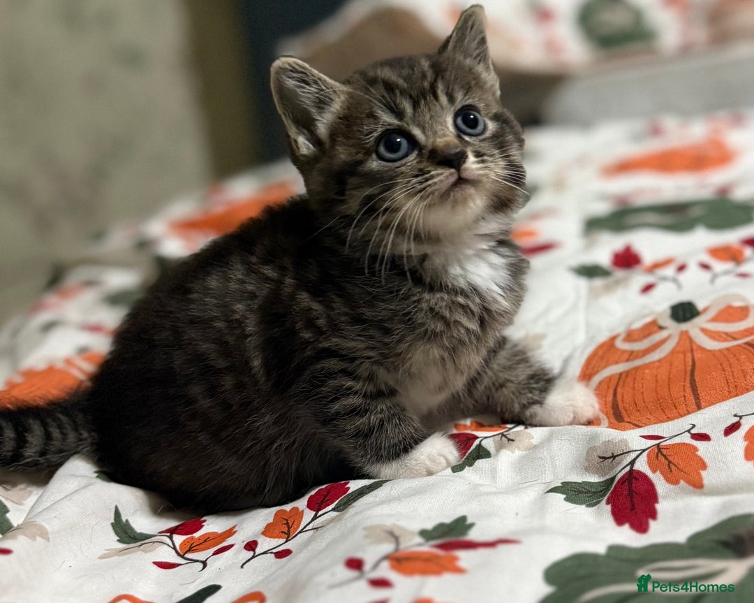 Domestic Shorthair cats for sale: Beautiful Kittens available - Image 5