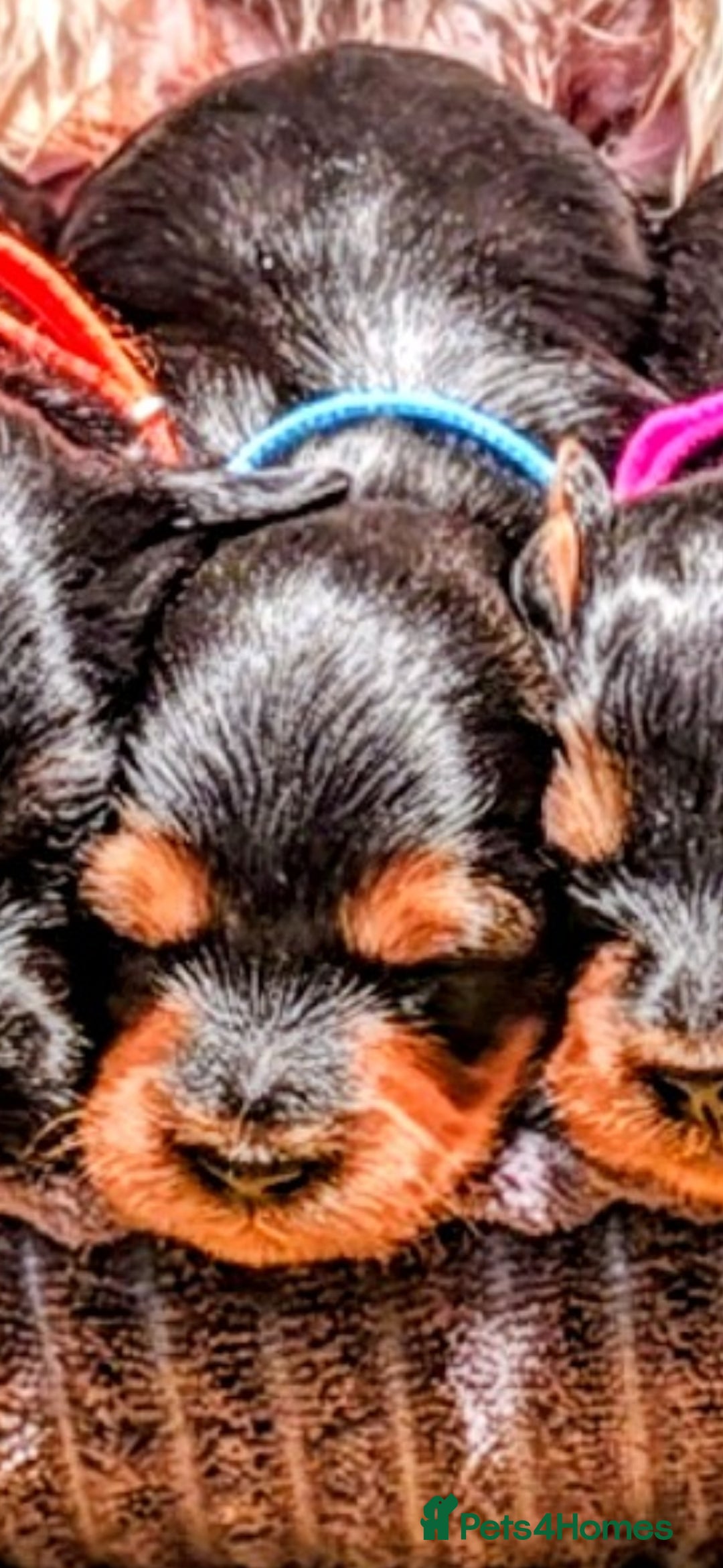 Yorkiepoo dogs for sale: GENUINE F1 YORKIEPOO PUPPIES  - Advert 20