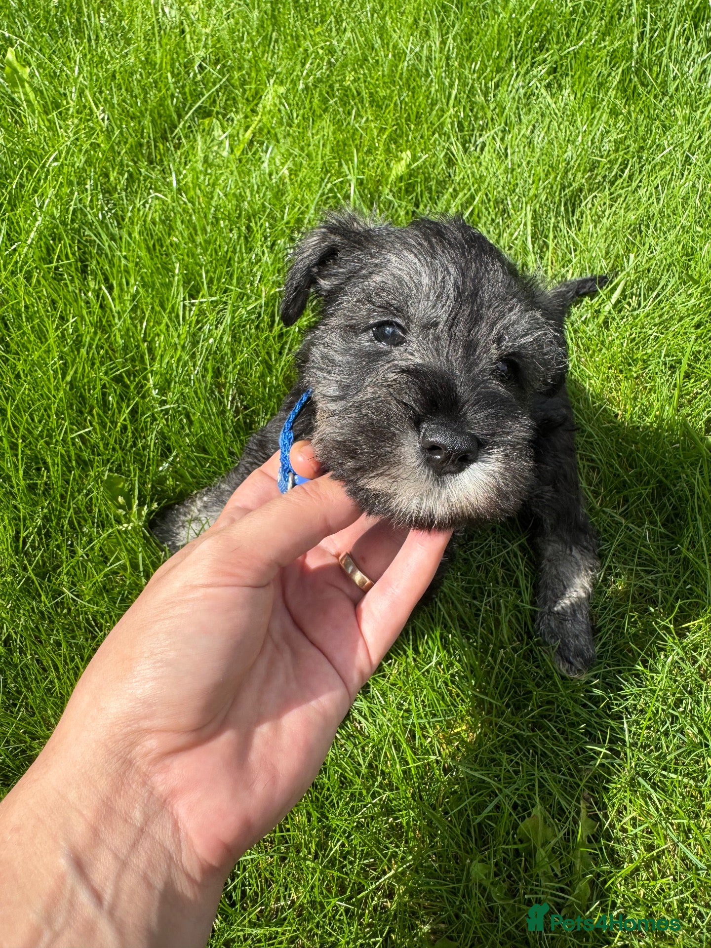 Miniature Schnauzer dogs 💙♥️2 Beautiful Boys ♥️💙 - Advert 1