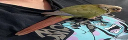 Conures birds for sale: 12 week old Green Cheek Conure  - Advert 3
