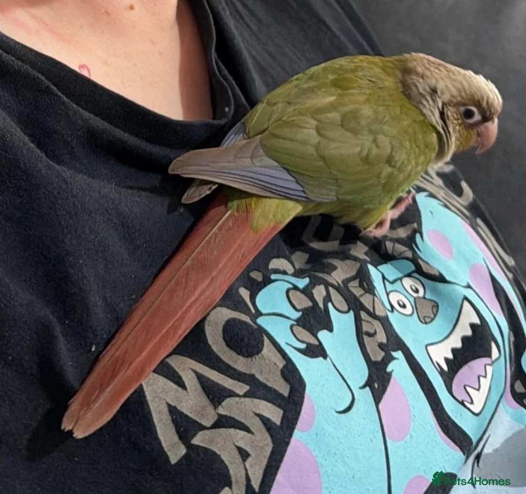 Conures birds for sale: 12 week old Green Cheek Conure  - Advert 3