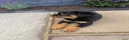 Rottweiler dogs for sale: FULLKC GERMAN LINES🏆💙 2BOYS LICENSED BREEDER 5⭐️ - Advert 4