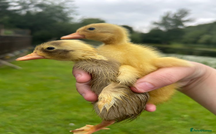 Ducks poultry in Carnforth - Advert 8