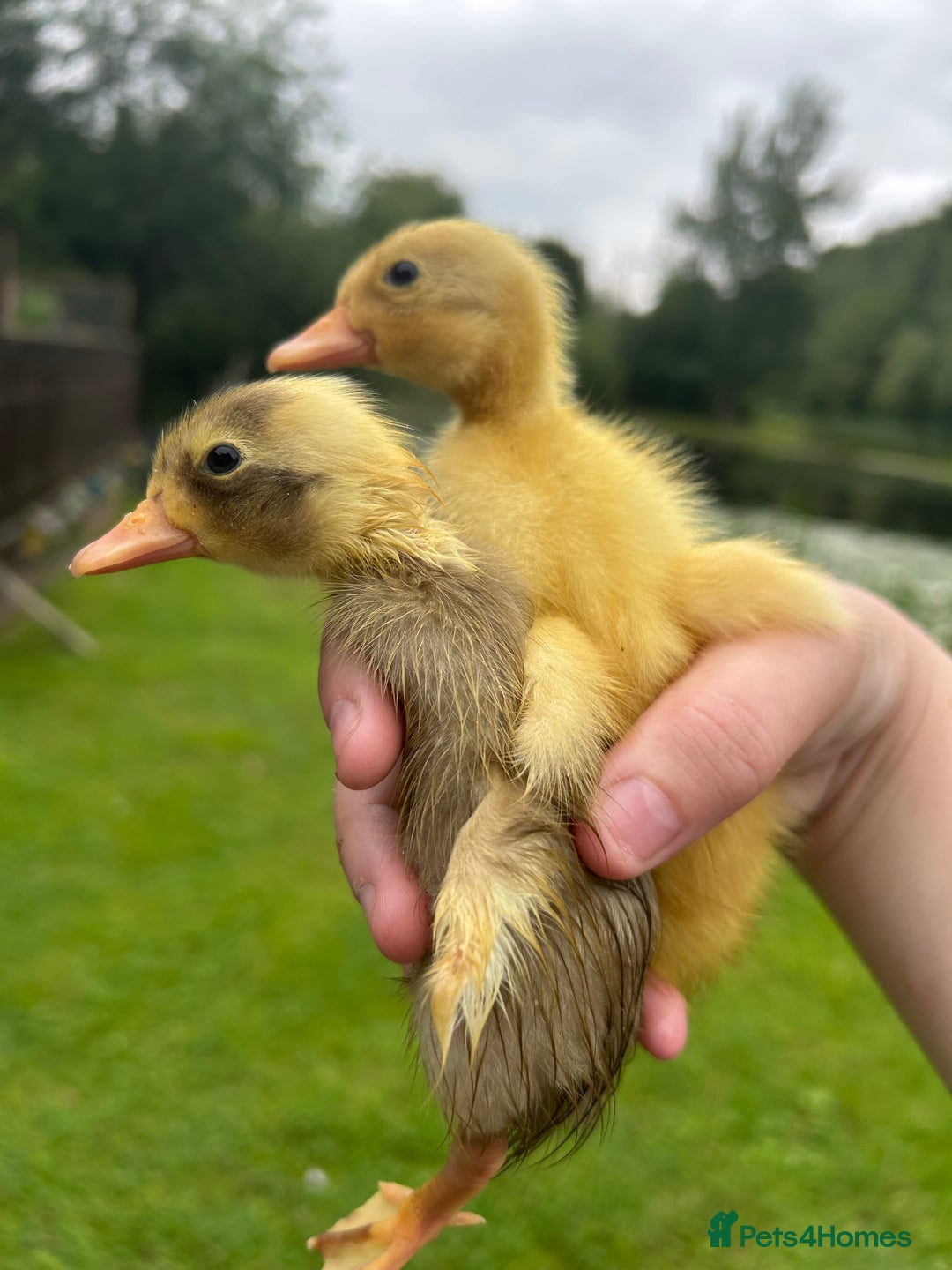 Ducks poultry for sale: Unsexed - Indian Runner Ducklings in Carnforth - Image 1