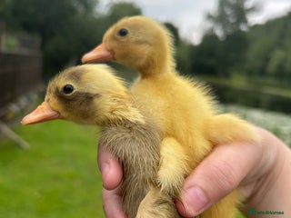 Ducks poultry in Carnforth - Advert 7