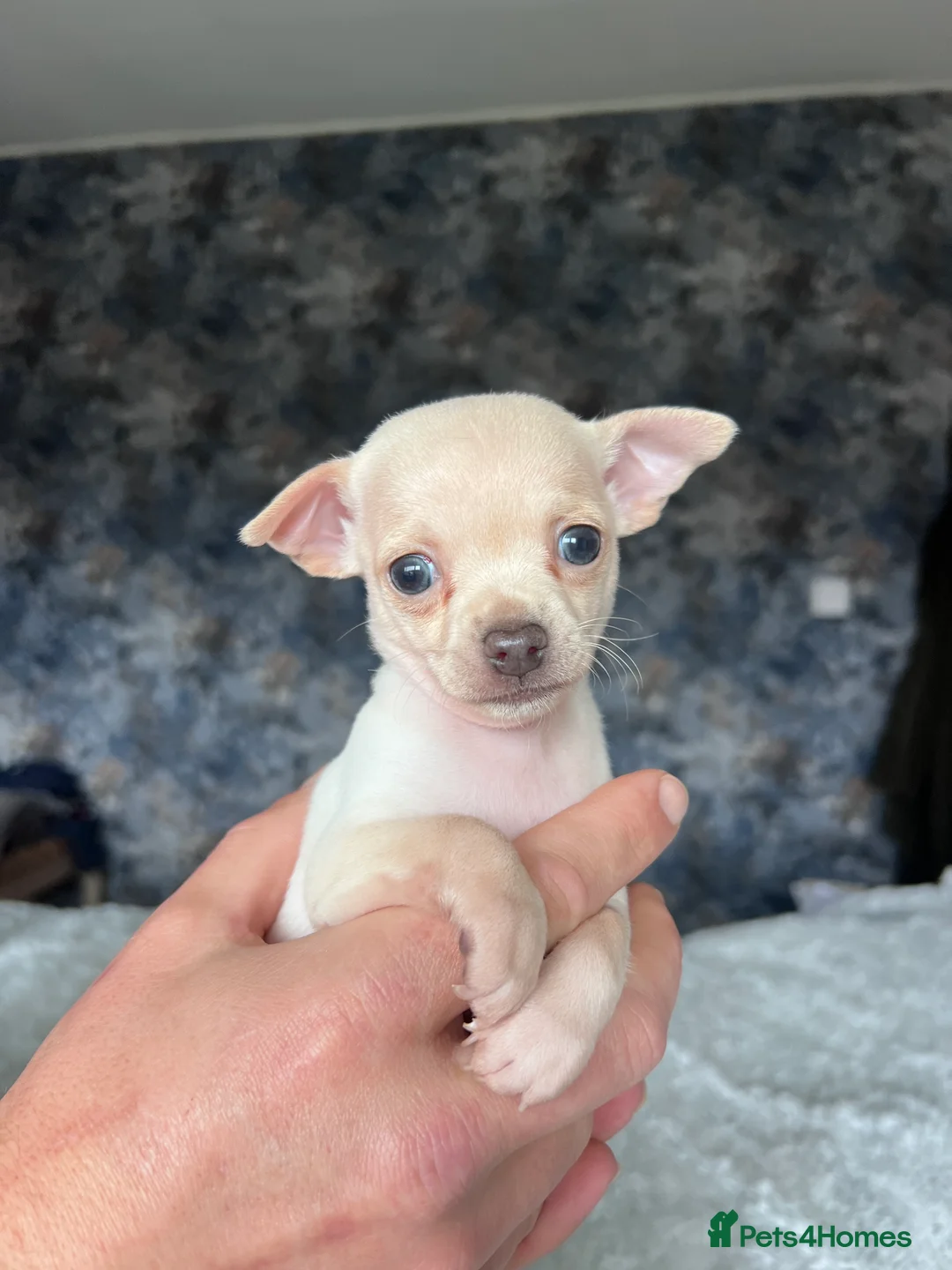 Chihuahua dogs for sale: Short coat chihuahuas available 🐾💓🐶 - Advert 18