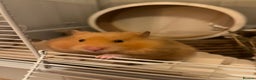 Hamster rodents for sale: female hamster pongo  - Advert 4