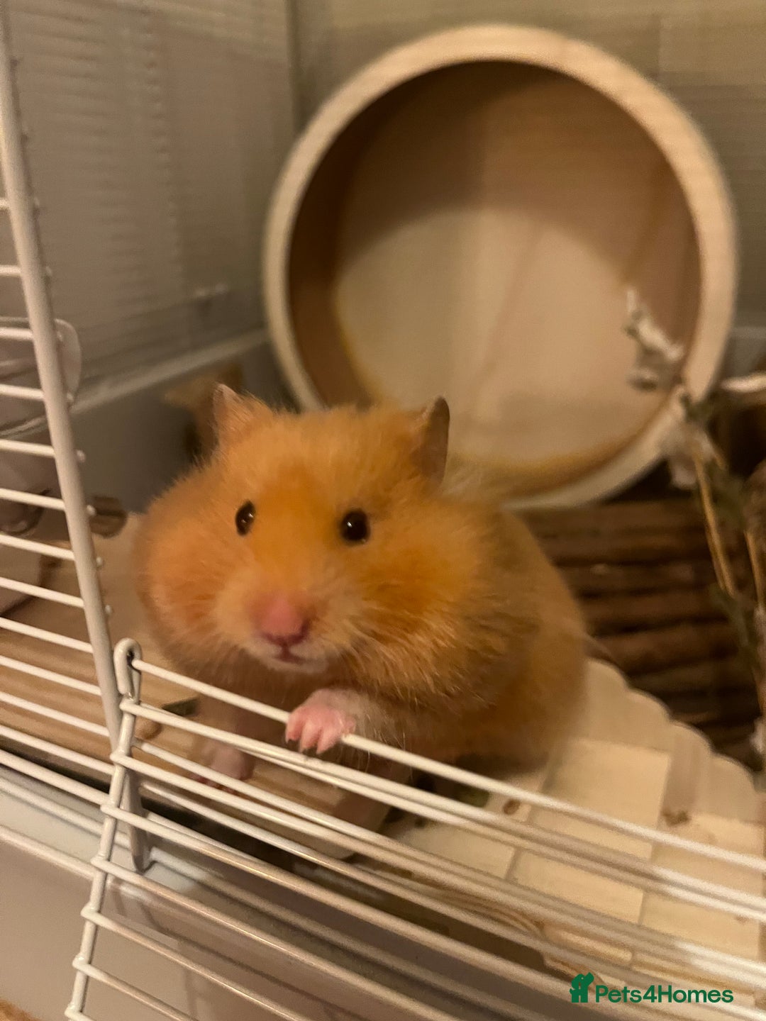Hamster rodents for sale: female hamster pongo  - Advert 4