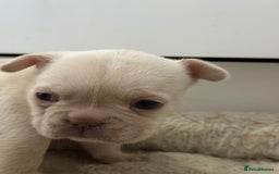 French Bulldog dogs for sale: French bulldog puppies  - Advert 20