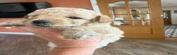 Cavapoo dogs for sale: Beautiful Cavapoo puppies  - Advert 6