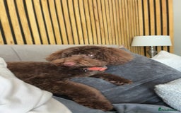 Labradoodle dogs for sale:  Mini toy labradoodle needing a new home  - Image 13