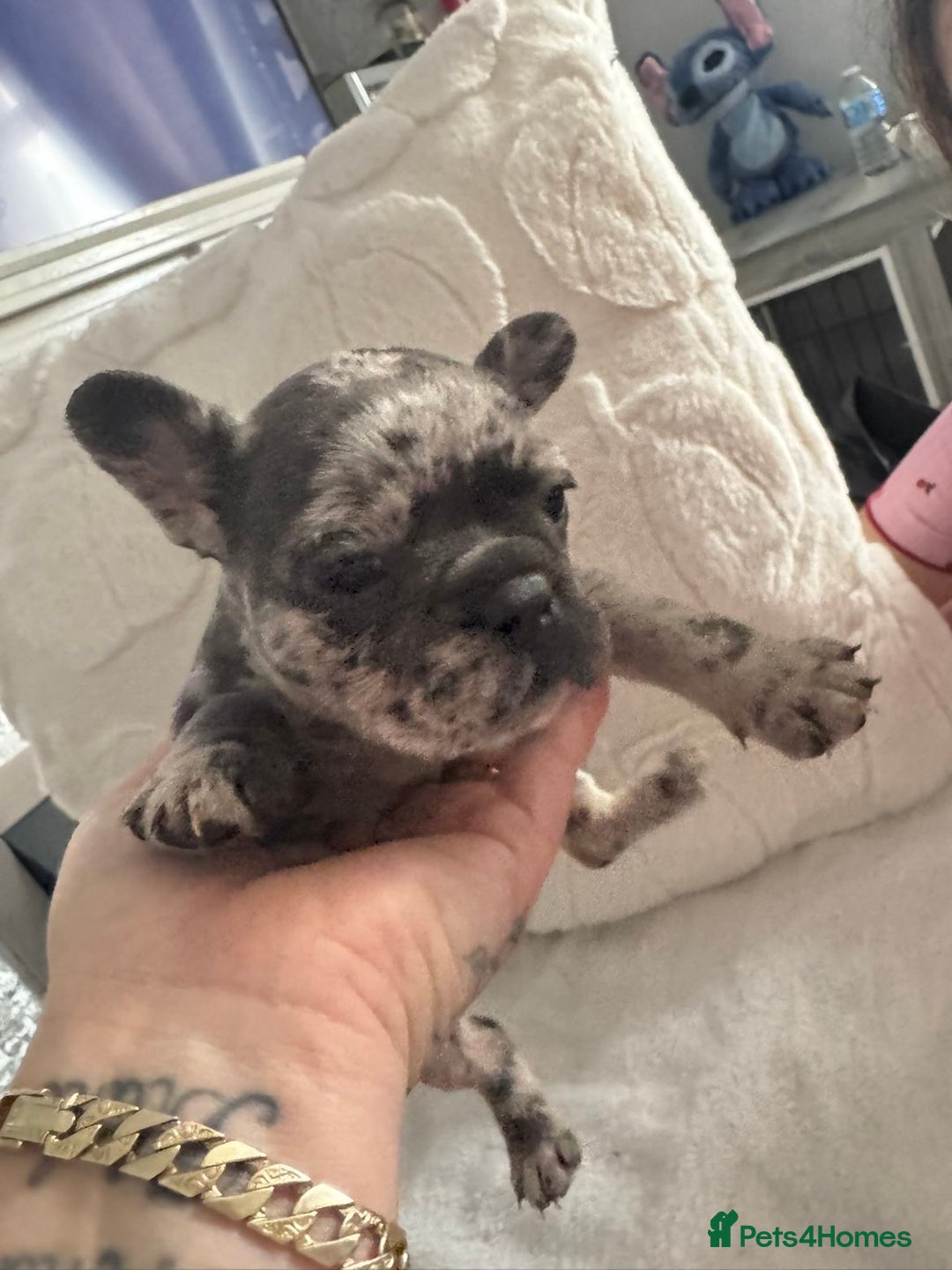 French Bulldog dogs for sale: Beautiful French bulldogs seek homes - Image 15