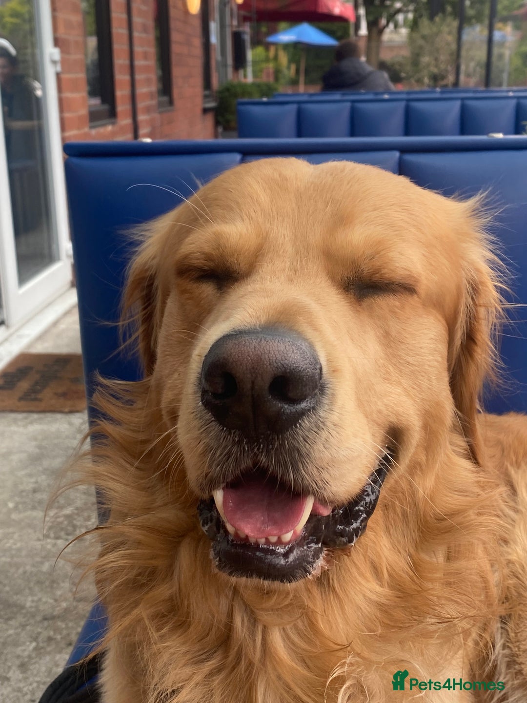 Golden Retriever dogs for stud: Golden boy Baxter - Image 2