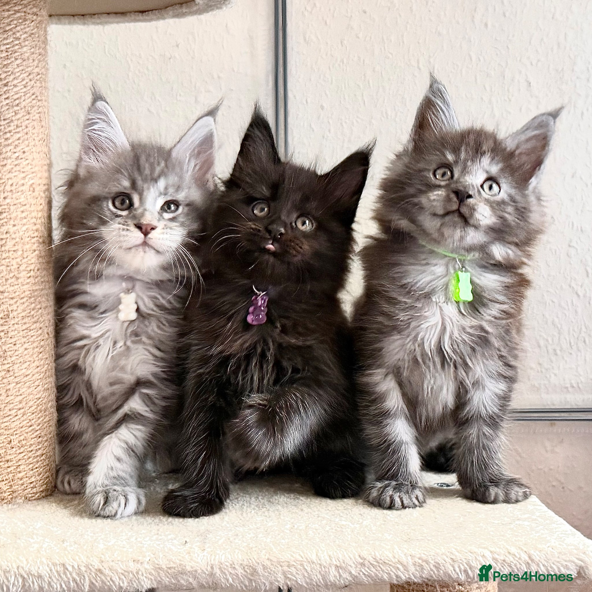 Maine Coon cats for stud: Champion Lines - Proven, Gentle - Blue Smoke - Advert 19